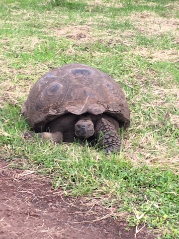 Galapagos land tortoise