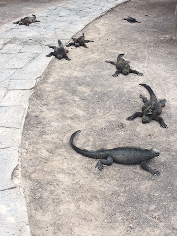 marine iguanas