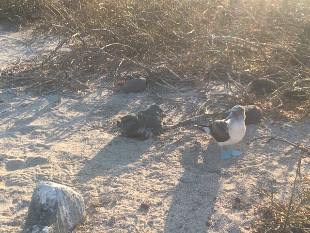 blue footed booby